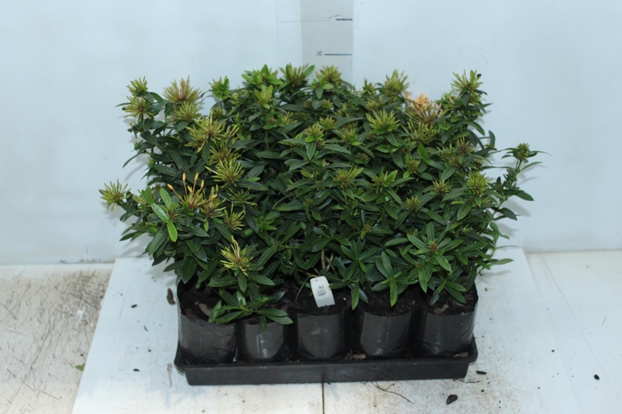 <h4>IXORA MINI AMARELO SAQ 30</h4>
