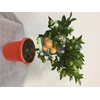 Citrus hystrix