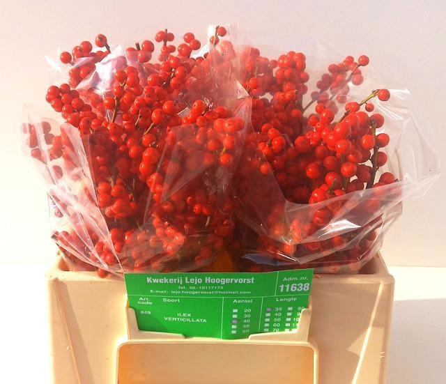 <h4>ILEX VE RODE BES</h4>