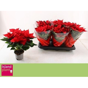 EUPHOR POINSETTIA RED P13