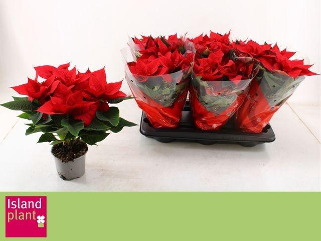 <h4>EUPHOR POINSETTIA RED P13</h4>
