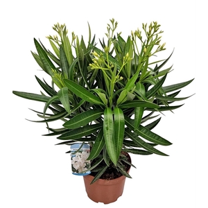 NERI OLEANDER