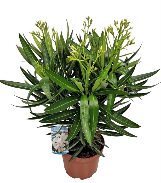 <h4>NERI OLEANDER</h4>