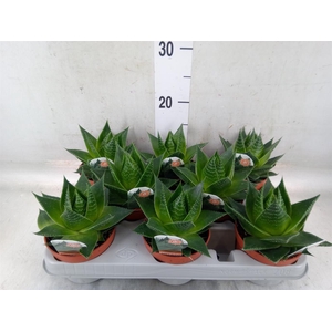 Aloe aristata 'Cosmo'