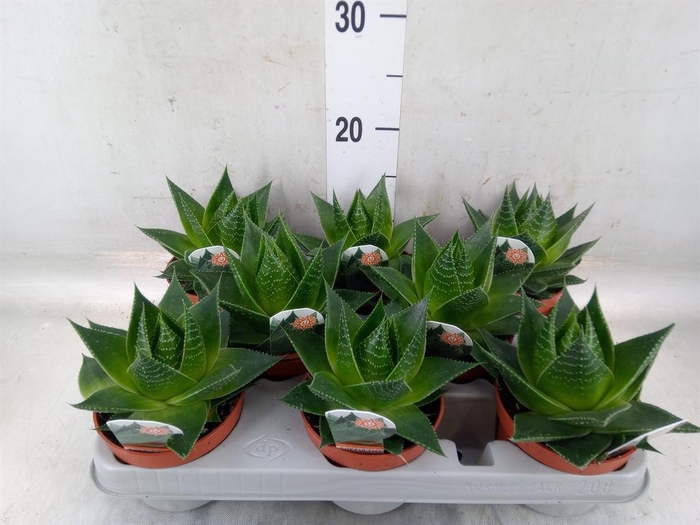 <h4>Aloe aristata 'Cosmo'</h4>