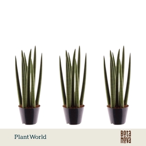 Sansevieria cylindrica 'Spaghetti'