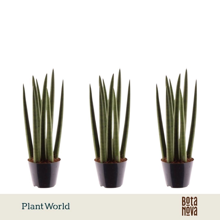 <h4>Sansevieria cylindrica 'Spaghetti'</h4>