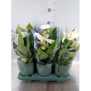 Anthurium  'Karma White'