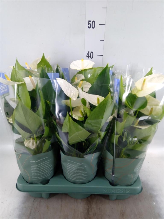 <h4>Anthurium 'Karma White'</h4>