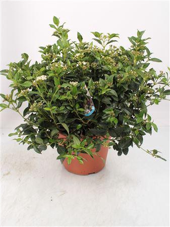 Viburnum Tinus Bush - 1154