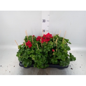 Pelargonium pelt.   ...