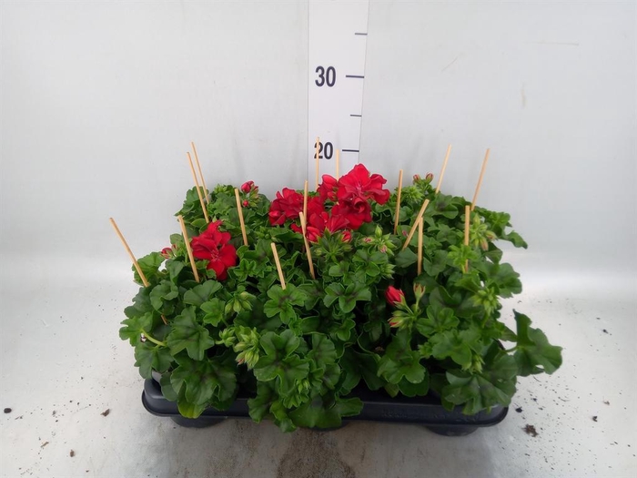 <h4>Pelargonium pelt.   ...</h4>