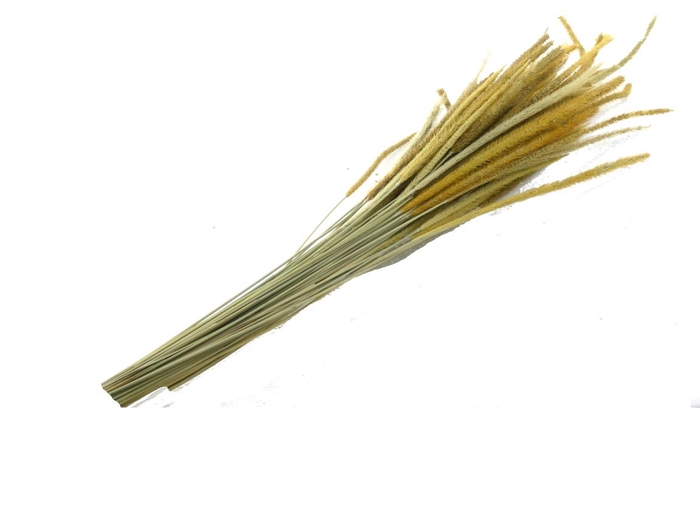 <h4>DF Carmen Grass 50g Natural</h4>