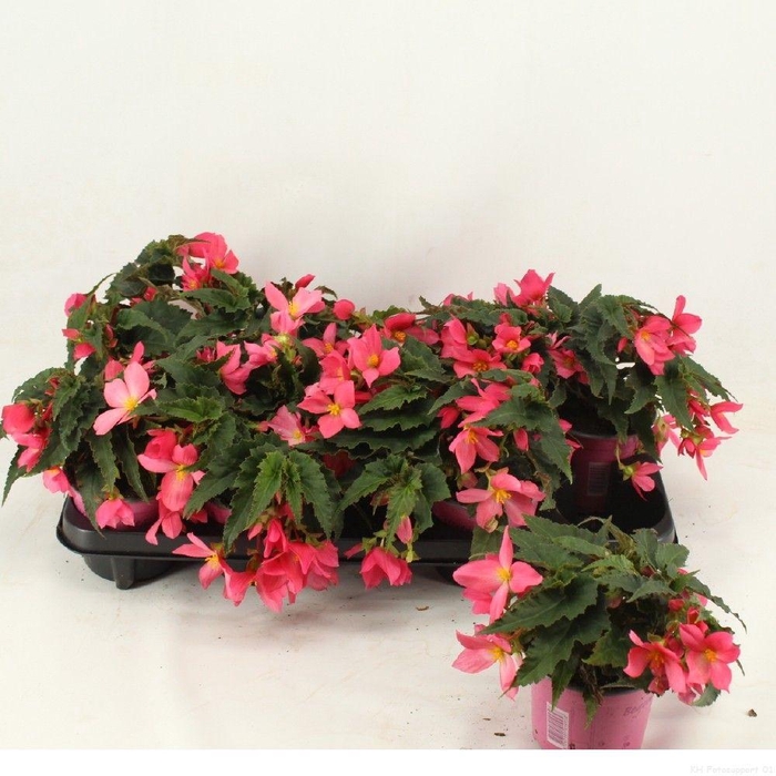 <h4>beg.wf.hotpink</h4>