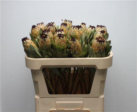 <h4>Protea Lady Pearl</h4>