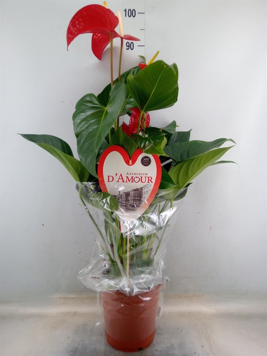 <h4>Anthurium andr. 'Red Bull'</h4>