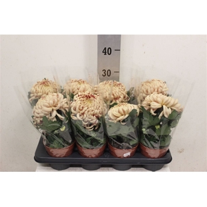Chrys Vienna Copper