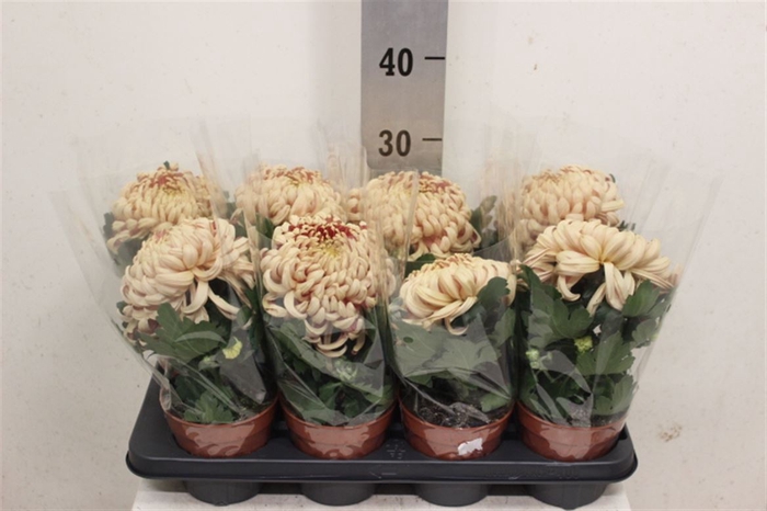 <h4>Chrys Vienna Copper</h4>