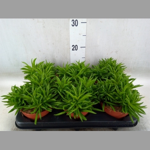 Peperomia fereirae 'Happy-Bean'