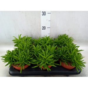 Peperomia fereirae 'Happy-Bean'