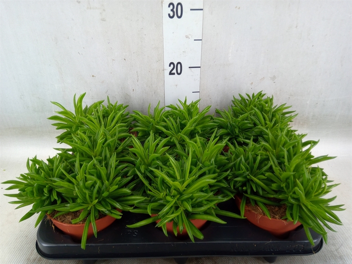 <h4>Peperomia fereirae 'Happy-Bean'</h4>
