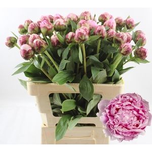 PAEO L SARA BERNHARD