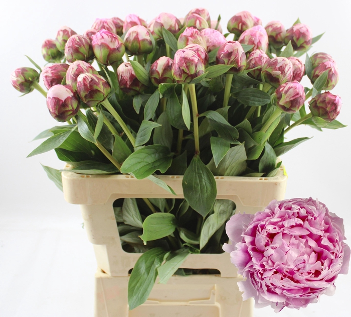 <h4>PAEO L SARA BERNHARD</h4>