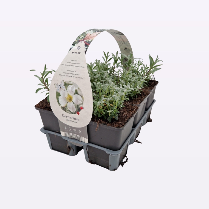 Cerastium tomentosum 6-Pack