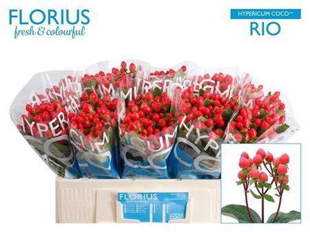 <h4>Hyp Coco Rio Red</h4>