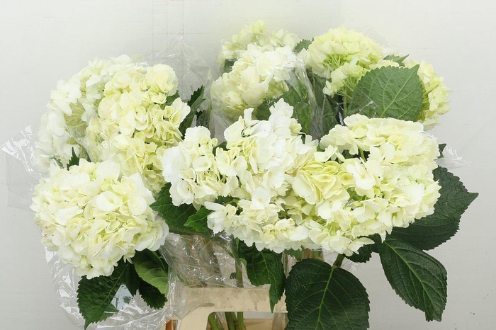 <h4>Hydrangea Import White Budget</h4>