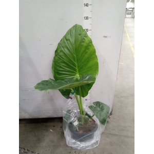 Alocasia macrorrhizos