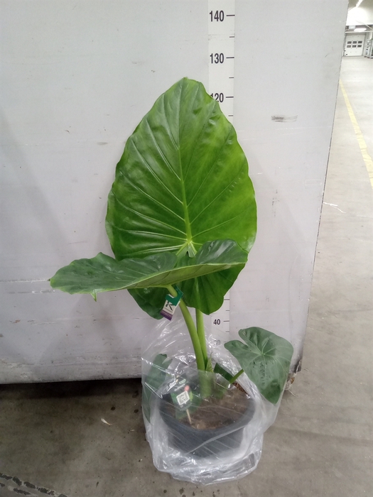 <h4>Alocasia macrorrhizos</h4>