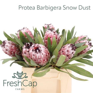 Protea Barbigera Snow Dust