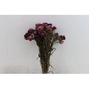 Dried Helichrysum D Pink Bunch