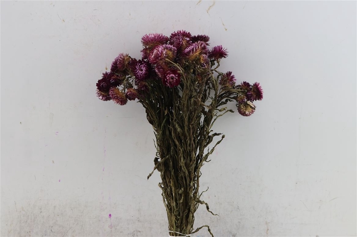 Dried Helichrysum D Pink Bunch