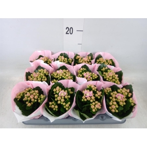 Kalanchoe  'MoreFlow Lillian'