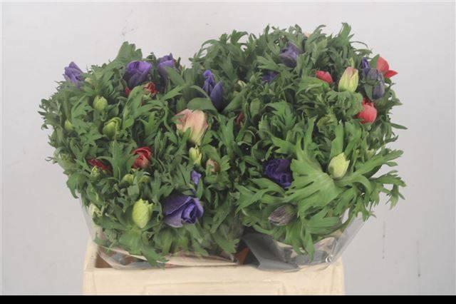 <h4>ANEM GEM BS</h4>