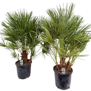Chamaerops humilis