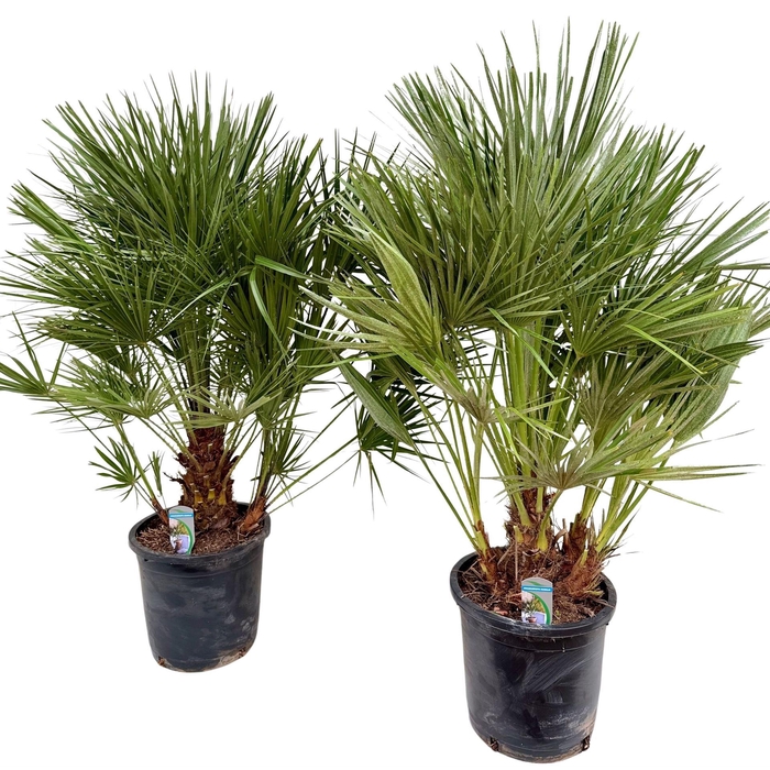 <h4>Chamaerops humilis</h4>