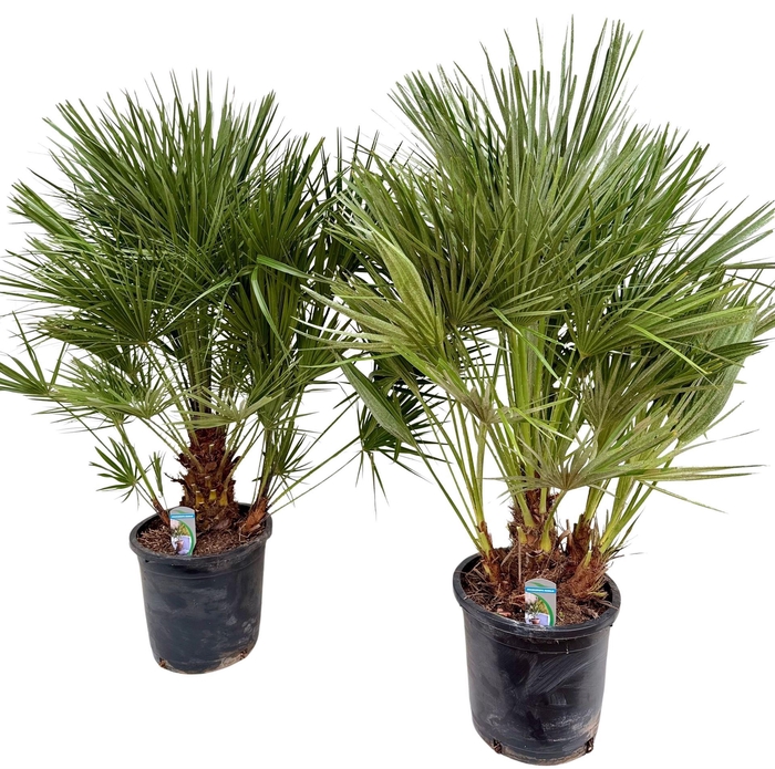 <h4>Chamaerops humilis</h4>