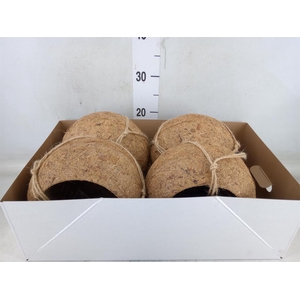 Pot   ...versierd H%