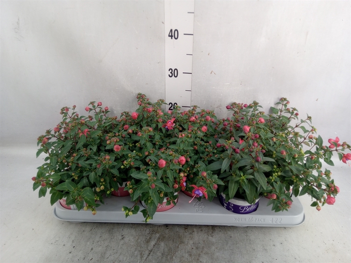 <h4>Fuchsia  'Bella Fuchsia Evita'</h4>