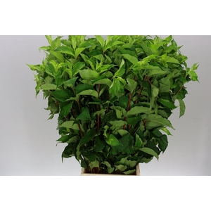 Weigela Fl Green