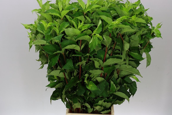 <h4>Weigela Fl Green</h4>