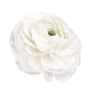 Ranunculus Natura Moderna Galaxy