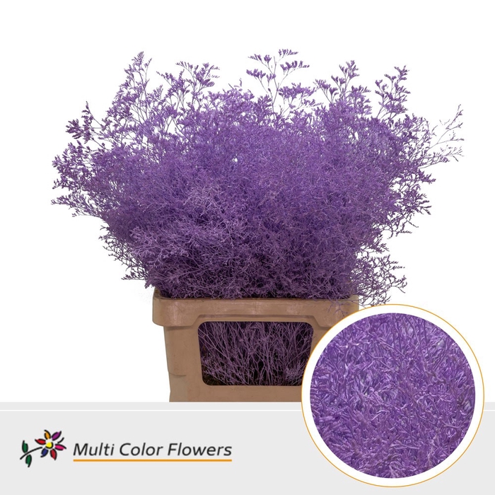 <h4>Limonium Beltlaard Milka</h4>