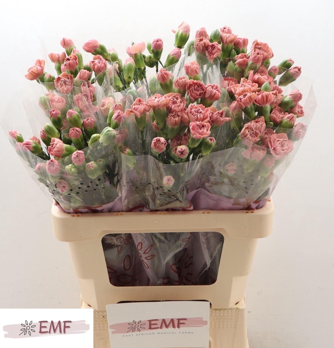 <h4>DI TR MISS ROSE</h4>