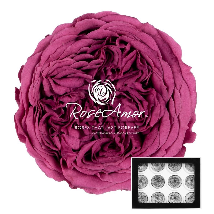 <h4>Amelia Vio02</h4>