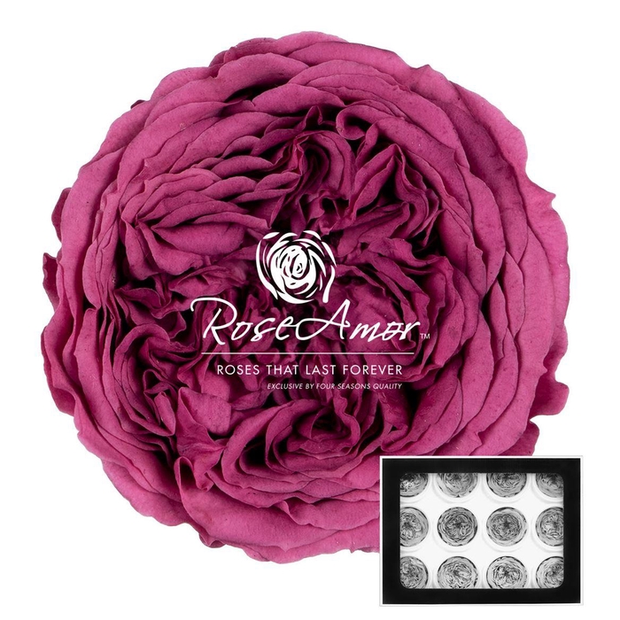 <h4>Amelia Vio02</h4>