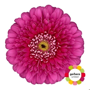 Gerbera Pomponi Magic Ball Doos